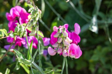 Açık havada dekoratif pembe bezelyelerin çiçek açması.