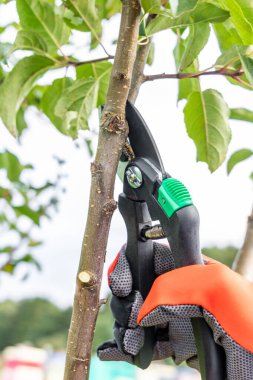 Sonbaharda genç elma ağaçlarının budanması, yakın plan fotoğraf