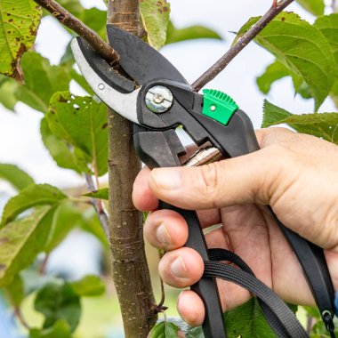 Sonbaharda genç elma ağaçlarının budanması, yakın plan fotoğraf