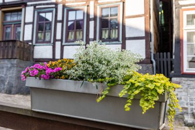 Eski bir Alman kasabasında saksılarda çeşitli dekoratif çiçekler.