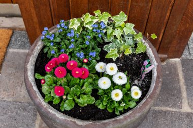 Marguerite papatyaları ve mavi çiçekler sarmaşığın yanında çiçek açar.