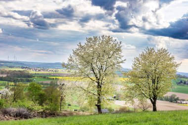 Yeşil çayır üzerinde kiraz ağaçları, beyaz bulutlu mavi gökyüzü, ilkbahar manzarası