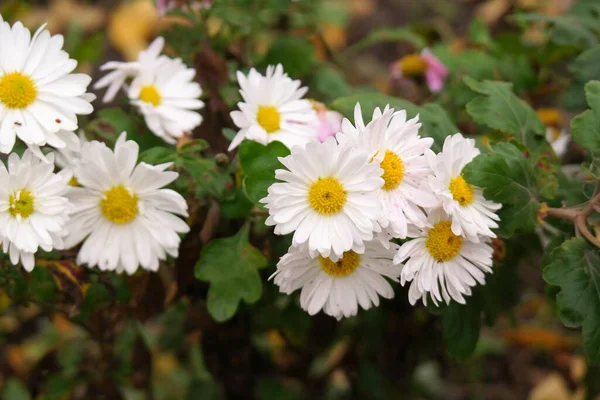 Beyaz Kasımpatı Beyaz Kasımpatı Çiçekleri Yüksek Açılı Atış Beyaz Sarı — Stok fotoğraf