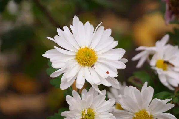 白い菊の花 高角度で撃たれた 白黄色の菊 自然な花の背景 秋の花 — ストック写真