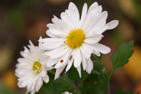白い菊の花 高角度で撃たれた 白黄色の菊 自然な花の背景 秋の花 — ストック写真