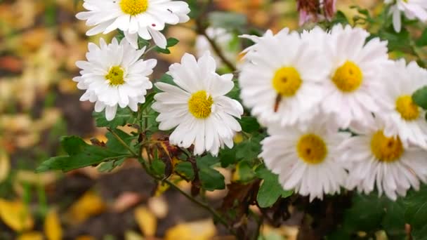 Chrysanthème Blanc Fleurs Blanches Chrysanthème Plan Grand Angle Chrysanthèmes Blanc — Video