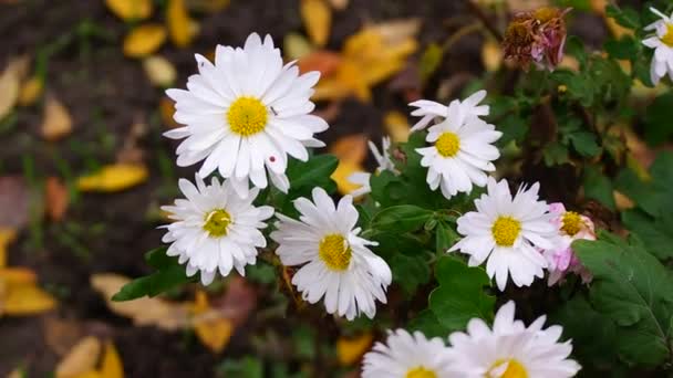 Beyaz Kasımpatı Beyaz Kasımpatı Çiçekleri Yüksek Açılı Atış Beyaz Sarı — Stok video