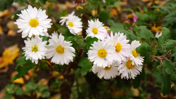 Witte Chrysant Witte Chrysant Bloemen Hoge Hoek Schot Wit Gele — Stockvideo