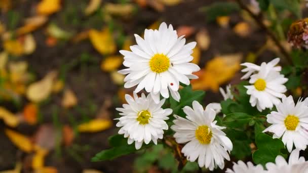 白色菊花 白色的菊花 高角镜头 白黄的菊花 自然的花朵背景 秋天的花朵 — 图库视频影像