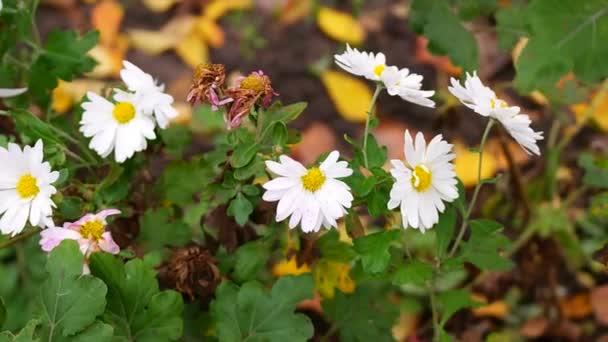 Witte Chrysant Witte Chrysant Bloemen Hoge Hoek Schot Wit Gele — Stockvideo
