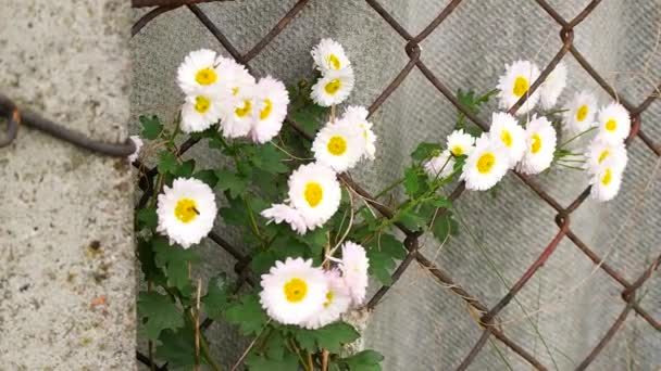 白い菊の花 高角度で撃たれた 白黄色の菊 自然な花の背景 秋の花 — ストック動画