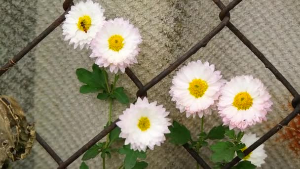 白い菊の花 高角度で撃たれた 白黄色の菊 自然な花の背景 秋の花 — ストック動画