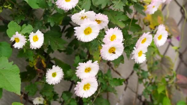 Chrysanthemen Weiße Chrysanthemenblüten Schuss Aus Spitzem Winkel Weiß Gelbe Chrysanthemen — Stockvideo