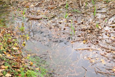Suda sonbahar yaprakları. Kasvetli yağmurlu bir günde akçaağaç sarısı sonbahar yaprakları. Sonbahar mevsiminin güzel doğa arka planı. Sudaki parlak yapraklar, doğal arka plan. sonbahar atmosferi.