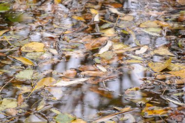 Suda sonbahar yaprakları. Kasvetli yağmurlu bir günde akçaağaç sarısı sonbahar yaprakları. Sonbahar mevsiminin güzel doğa arka planı. Sudaki parlak yapraklar, doğal arka plan. sonbahar atmosferi.