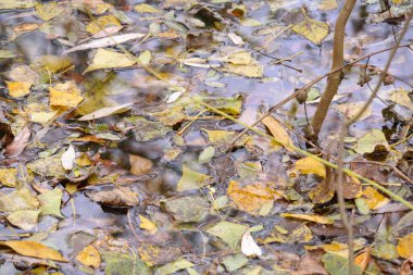 Suda sonbahar yaprakları. Kasvetli yağmurlu bir günde akçaağaç sarısı sonbahar yaprakları. Sonbahar mevsiminin güzel doğa arka planı. Sudaki parlak yapraklar, doğal arka plan. sonbahar atmosferi.