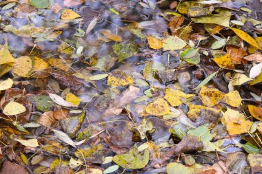 Suda sonbahar yaprakları. Kasvetli yağmurlu bir günde akçaağaç sarısı sonbahar yaprakları. Sonbahar mevsiminin güzel doğa arka planı. Sudaki parlak yapraklar, doğal arka plan. sonbahar atmosferi.