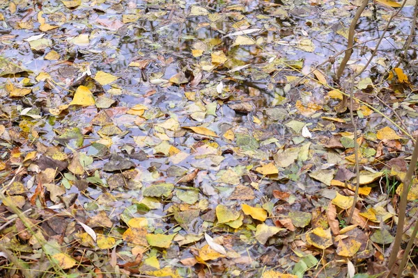 Φθινοπωρινά Φύλλα Στο Νερό Σφενδάμου Κίτρινα Φθινοπωρινά Φύλλα Μια Λακκούβα — Φωτογραφία Αρχείου