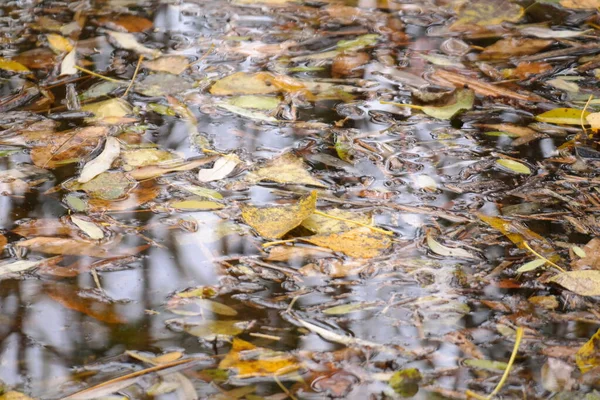 Herbstblätter Wasser Ahorngelbe Herbstblätter Einer Pfütze Einem Düsteren Regentag Schöne — Stockfoto