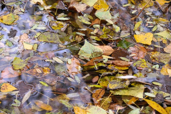Őszi Levelek Vízben Juharsárga Őszi Levelek Egy Pocsolyában Egy Borús — Stock Fotó