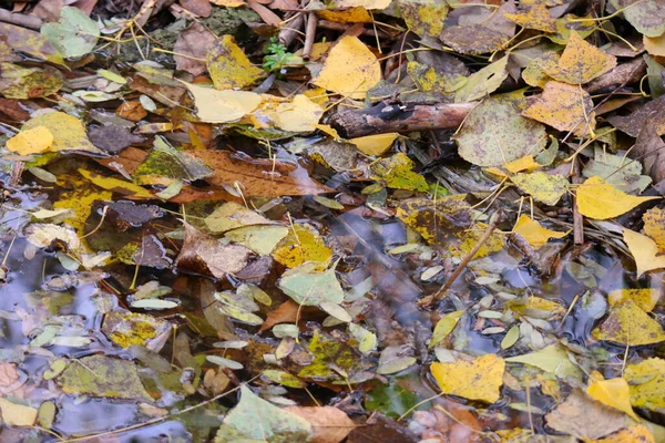 단풍의 내리는 흙탕물 계절에 가을의 아름다운 나뭇잎 자연적 — 스톡 사진