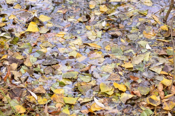 Folhas Outono Água Outono Amarelo Bordo Parte Uma Poça Dia — Fotografia de Stock