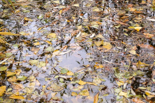 Suda Sonbahar Yaprakları Kasvetli Yağmurlu Bir Günde Akçaağaç Sarısı Sonbahar — Stok fotoğraf