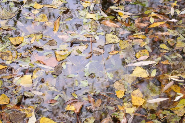 Jesienne Liście Wodzie Klonowy Żółty Jesienny Listowie Kałuża Ponury Deszczowy — Zdjęcie stockowe