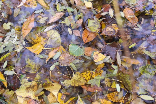 秋は水の中に残る 薄暗い雨の日には楓の黄色の秋が水たまりに葉を出します 秋の季節の美しい自然背景 水の中に明るい葉 自然の背景 秋の雰囲気のイメージ — ストック写真