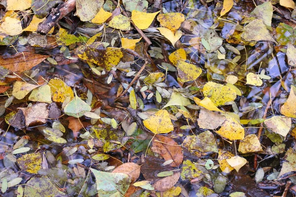 Folhas Outono Água Outono Amarelo Bordo Parte Uma Poça Dia — Fotografia de Stock