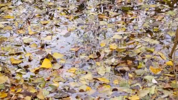 Jesienne Liście Wodzie Klonowy Żółty Jesienny Listowie Kałuża Ponury Deszczowy — Wideo stockowe
