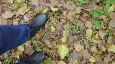 Siyah erkek ayakkabıları ve sonbahar yaprakları. Adam yaprakların üzerinde yürür. Bacaklar ve sonbahar yaprakları. Siyah ayakkabılar patika boyunca gider. Gezinti. Bacaklar. bağcıklar.