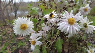 Geçen sonbahar çiçekleri. Sokaktaki son çiçekler. hafif kasımpatılar. Kasımpatı çiçekleri sonbaharda kasımpatı bahçesinde açar. Güzel kasımpatı çiçekleri yaklaşır.