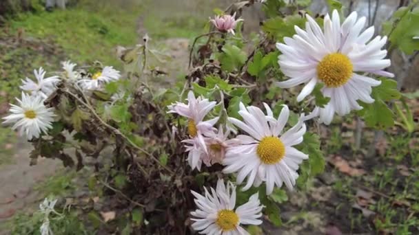 Minulý Podzim Květiny Poslední Květiny Ulici Lehké Chryzantémy Chryzantémové Květy — Stock video