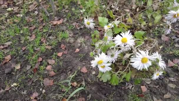 Останні Осінні Квіти Останні Квіти Вулиці Легкі Хризантеми Квіти Хризантеми — стокове відео