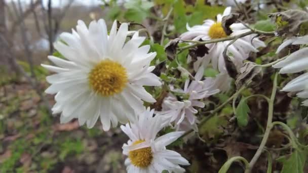 Minulý Podzim Květiny Poslední Květiny Ulici Lehké Chryzantémy Chryzantémové Květy — Stock video