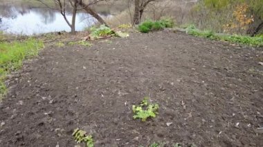 Sonbaharda bahçe. Sonbaharda eski cam bahçe serası. Sonbahar yaprakları bahçede. Bir sera büyüme mevsimini uzatır. Sahaya in. Küçük sebze bahçesi.