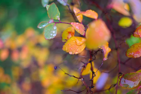 Színes Őszi Levelek Őszi Levelek Esőcseppekkel Nagy Cseppek Sárga Leveleken — Stock Fotó