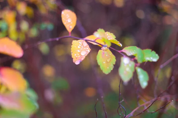 Bunte Herbstblätter Herbstblätter Mit Regentropfen Große Tropfen Auf Gelben Blättern — Stockfoto