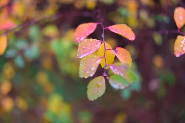 Folhas Outono Coloridas Folhas Outono Com Gotas Chuva Grandes Gotas — Fotografia de Stock