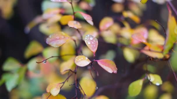 Kleurrijke Herfstbladeren Herfstbladeren Met Regendruppels Grote Druppels Gele Bladeren Herfst — Stockvideo