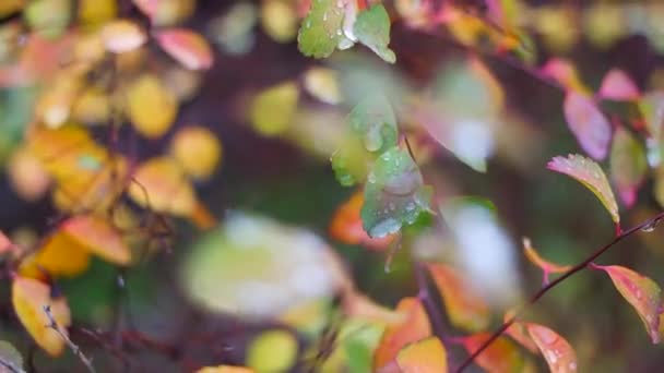 紅葉がカラフルです 秋は雨が降る 黄色の葉に大きな滴 秋の自然 — ストック動画