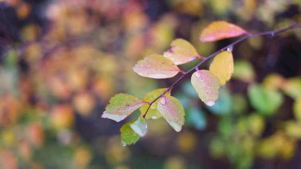 Bunte Herbstblätter Herbstblätter Mit Regentropfen Große Tropfen Auf Gelben Blättern — Stockvideo
