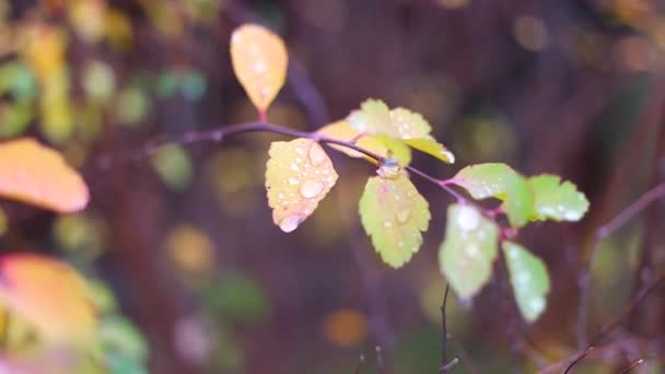 Красочные Осенние Листья Осенние Листья Капельками Дождя Большие Капли Желтых — стоковое видео