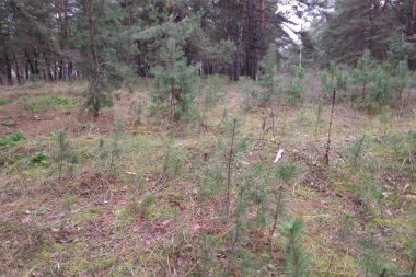 Küçük çamlar. Genç kozalaklı ağaçlar.