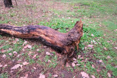 Ormandaki kırık ağaç. Yazın eski doğal ağaçlar ön planda kırık meşe ağacı ile ayakta duruyor. kırık ağaç