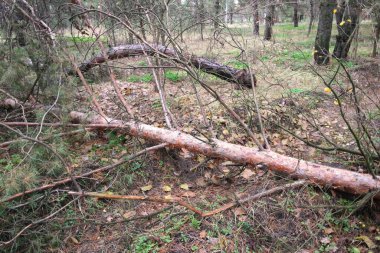 Ormandaki kırık ağaç. Yazın eski doğal ağaçlar ön planda kırık meşe ağacı ile ayakta duruyor. kırık ağaç