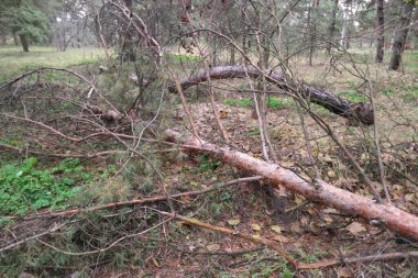 Ormandaki kırık ağaç. Yazın eski doğal ağaçlar ön planda kırık meşe ağacı ile ayakta duruyor. kırık ağaç