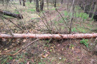 Ormandaki kırık ağaç. Yazın eski doğal ağaçlar ön planda kırık meşe ağacı ile ayakta duruyor. kırık ağaç
