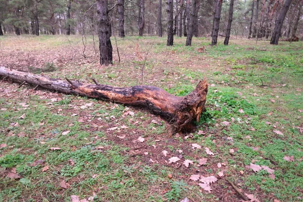 Σπασμένο Δέντρο Στο Δάσος Παλιά Δέντρα Της Φύσης Σταθεί Καλοκαίρι — Φωτογραφία Αρχείου